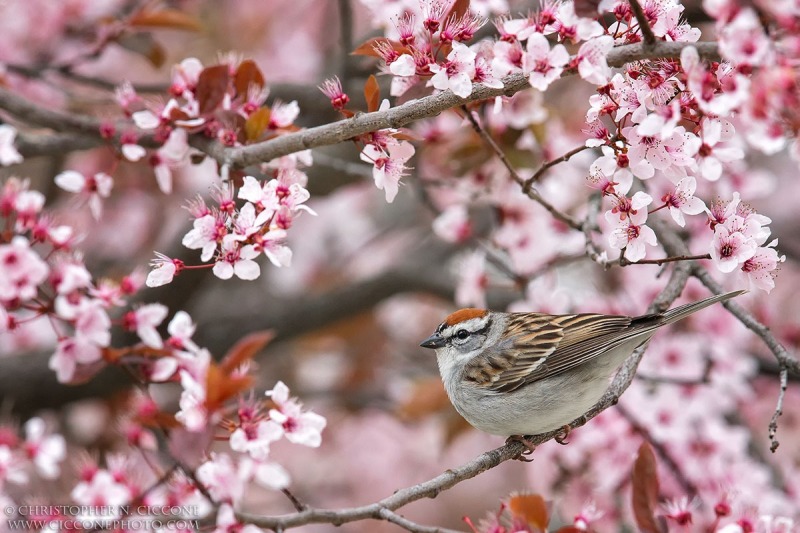 Chipping Sparrow