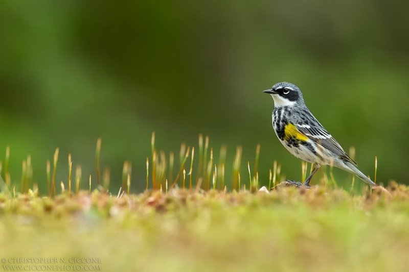 Yellow-rumped Warbler