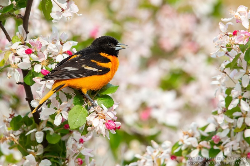 Northern Oriole