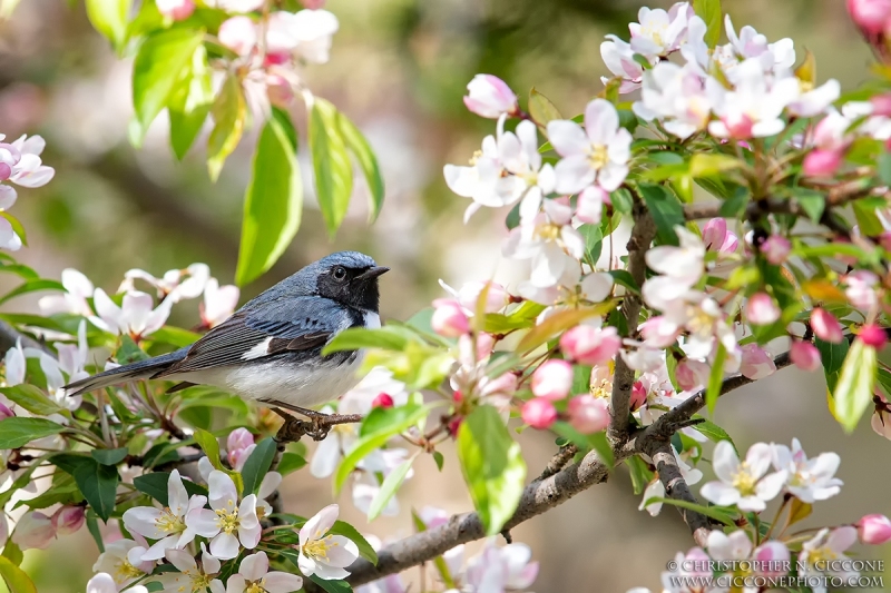 Black-throated Blue Warbler