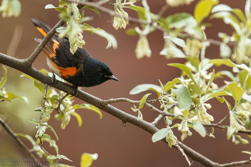 American Redstart