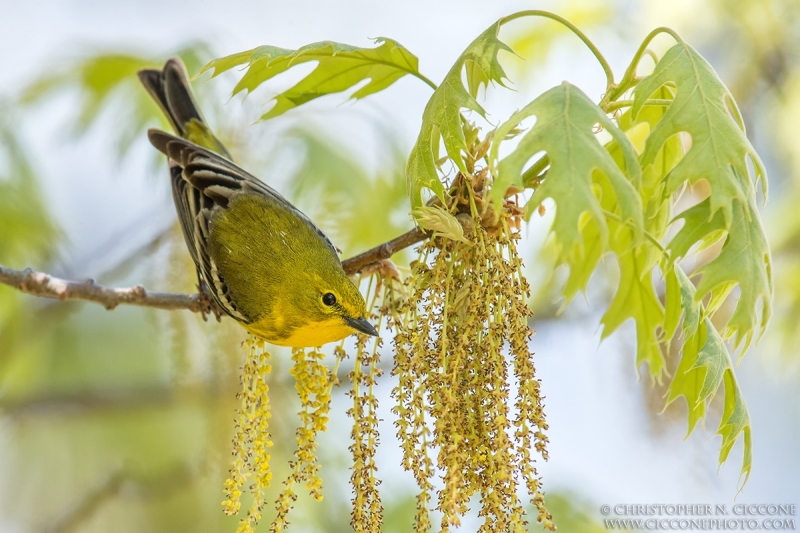 Pine Warbler