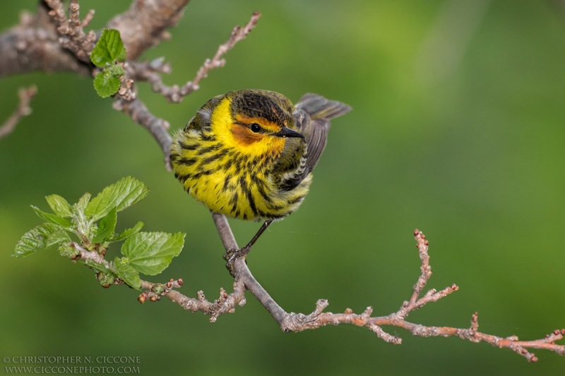 Cape May Warbler