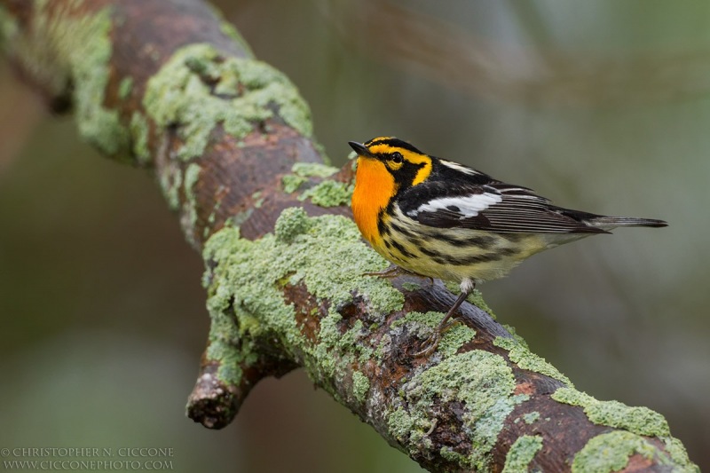 Blackburnian Warbler