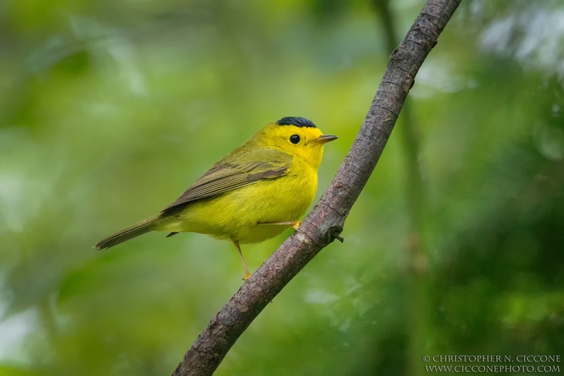 Wilson's Warbler