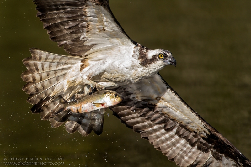 Osprey