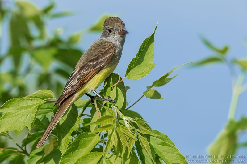 Great-crested Flycatcher