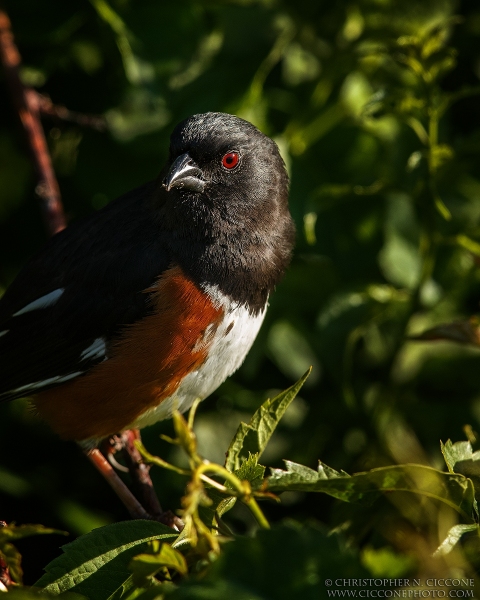 Eastern Towhee