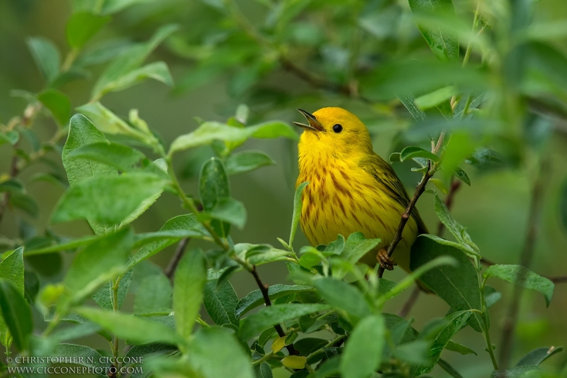 Yellow Warbler