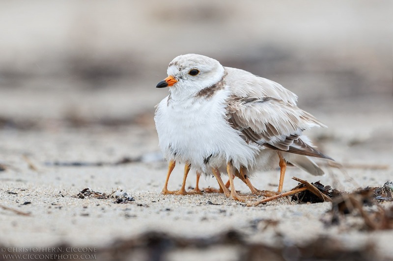 Piping Plover