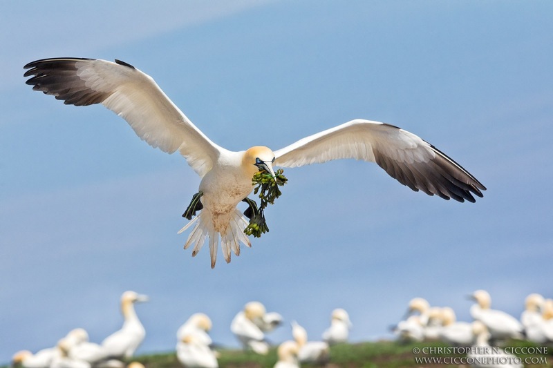 Northern Gannet