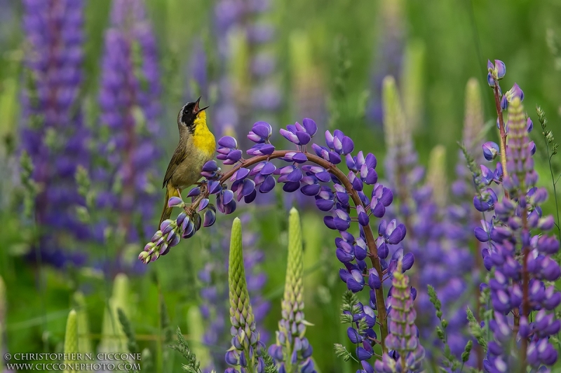 Common Yellowthroat