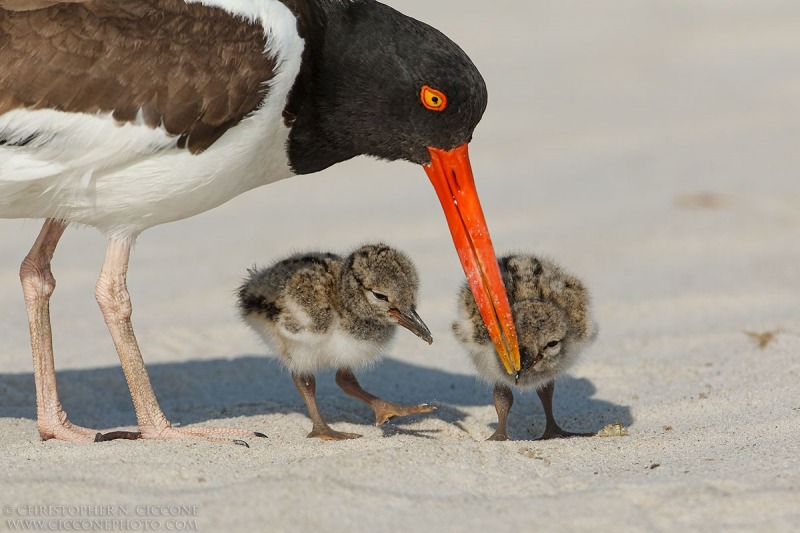 American Oystercatcher