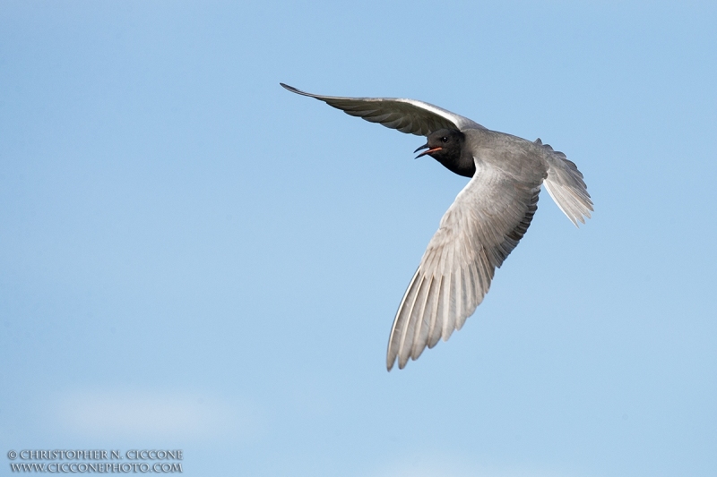 Black Tern