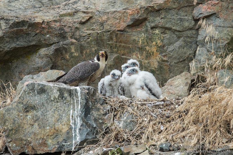 Peregrine Falcons