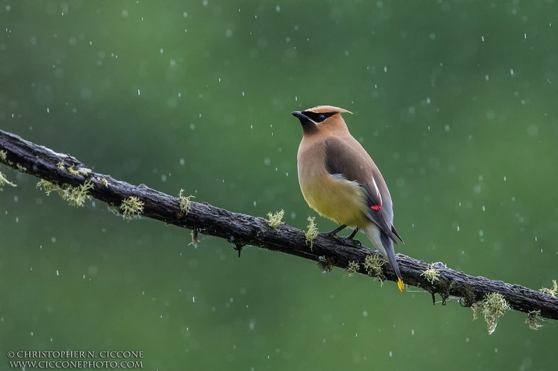 Cedar Waxwing