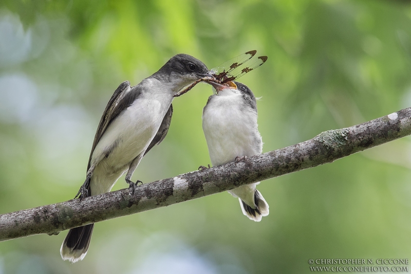 Eastern Kingbird