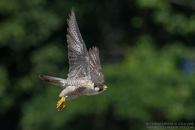 Peregrine Falcon