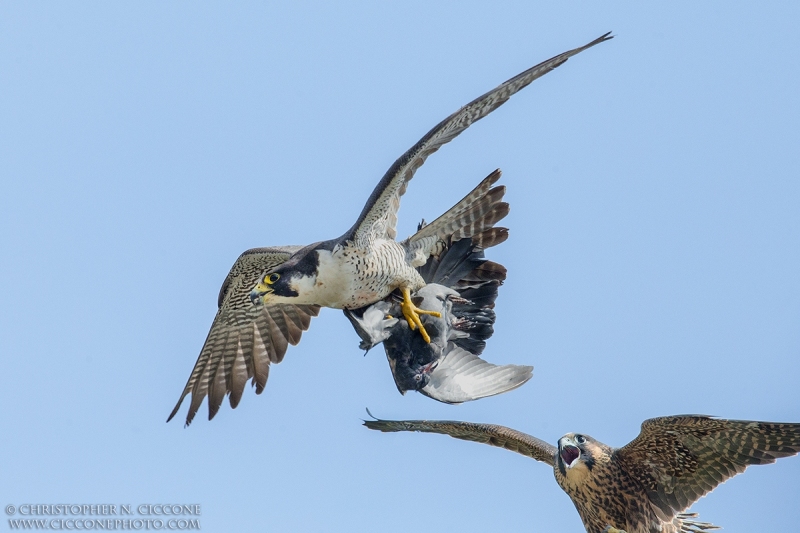 Peregrine Falcons