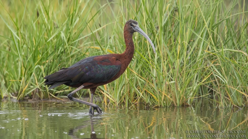 Glossy Ibis