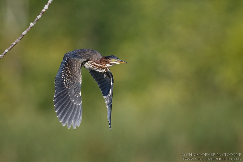 Green Heron