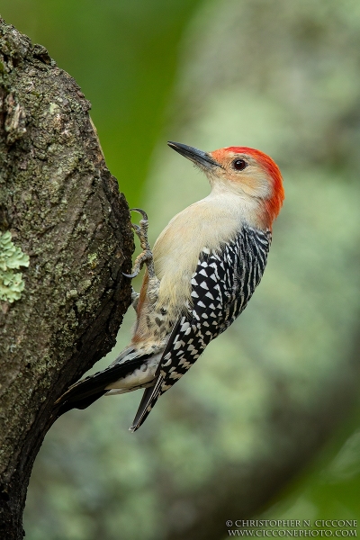 Red-bellied Woodpecker