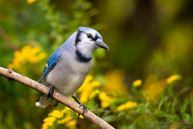 Blue Jay