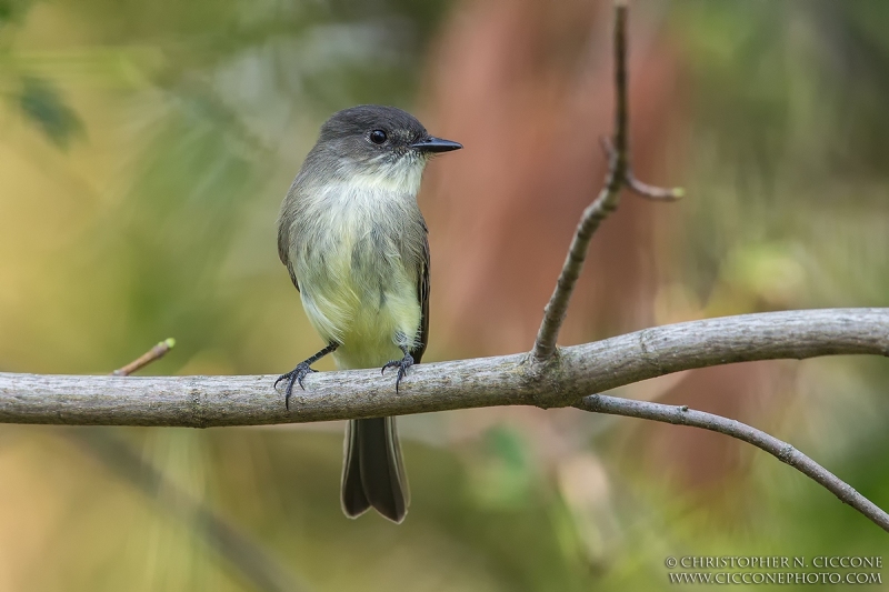 Eastern Phoebe