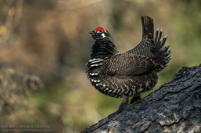 Spruce Grouse