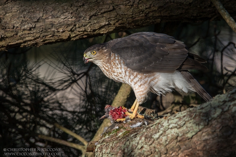 Cooper's Hawk