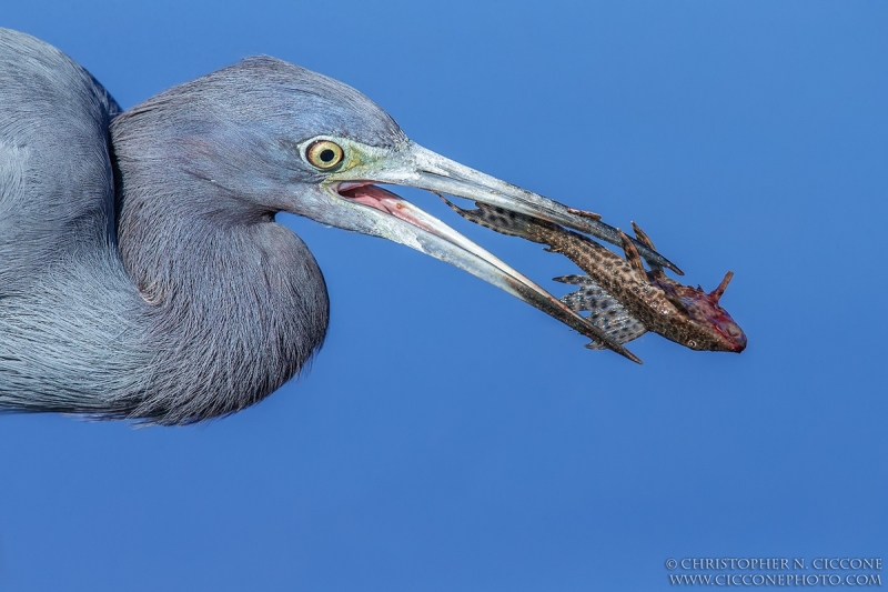 Little Blue Heron