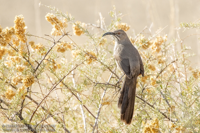 Sage Thrasher