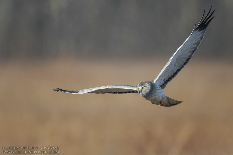 Northern Harrier