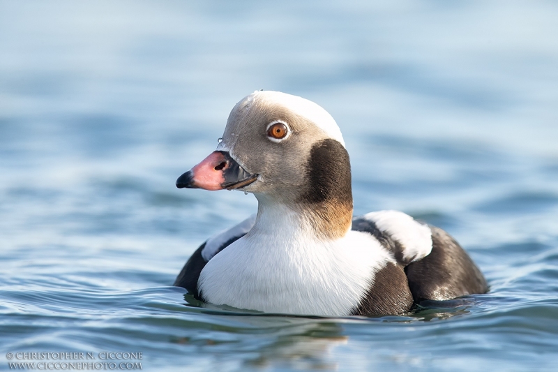 Long-tailed Duck