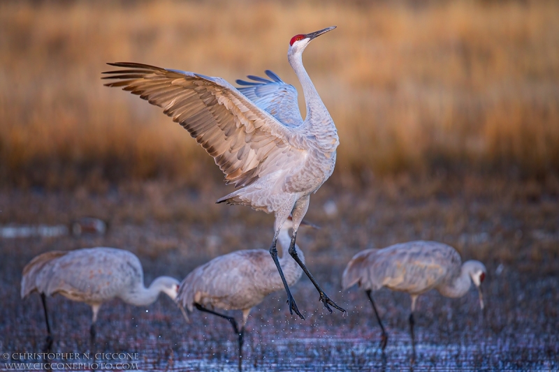 Sandhill Cranes