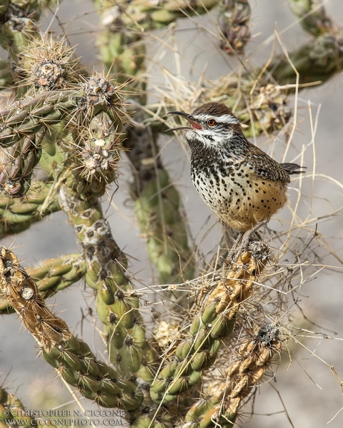 Cactus Wren