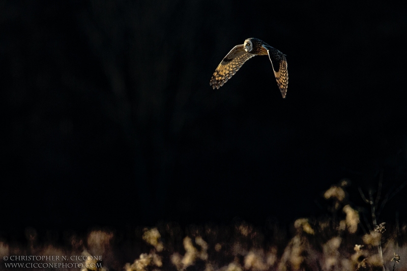 Short-eared Owl