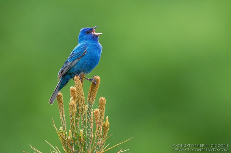 Indigo Bunting