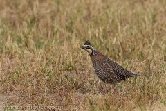 Northern Bobwhite