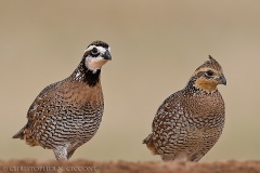 Northern Bobwhite