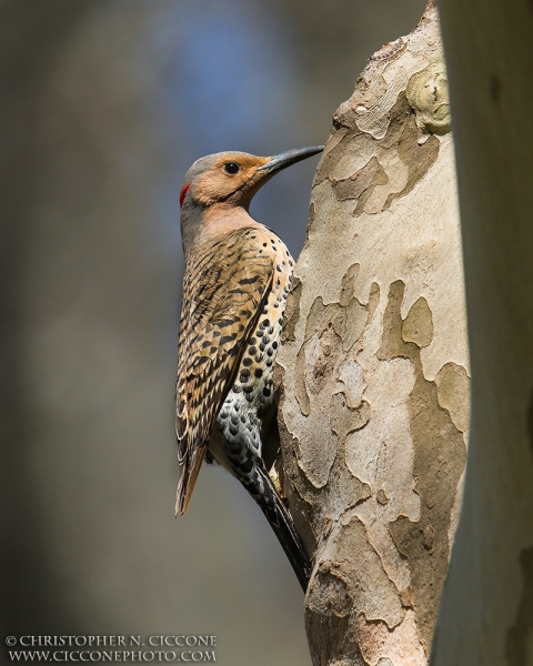 Northern Flicker