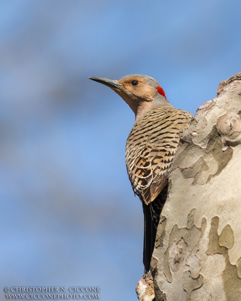 Northern Flicker