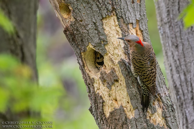 Northern Flicker