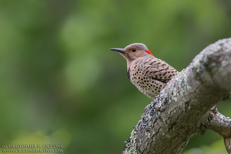 Northern Flicker