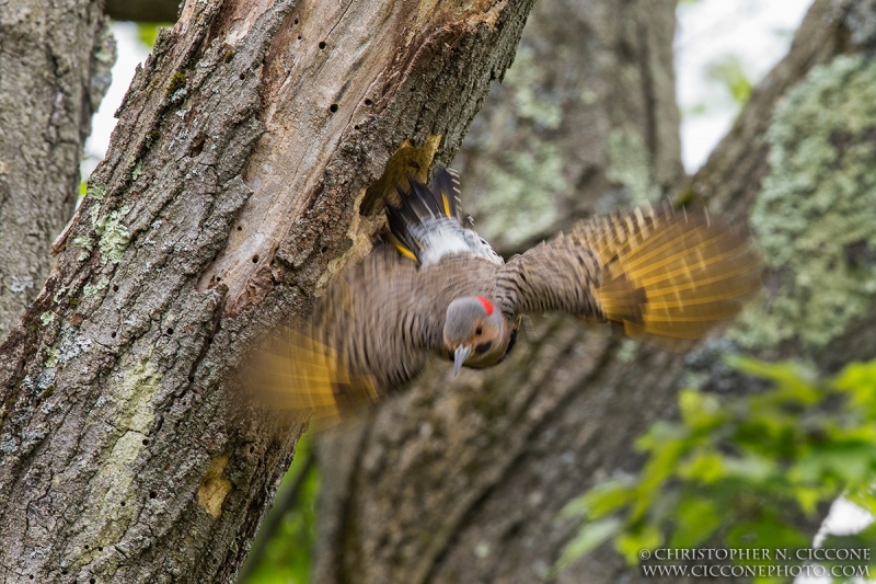 Northern Flicker