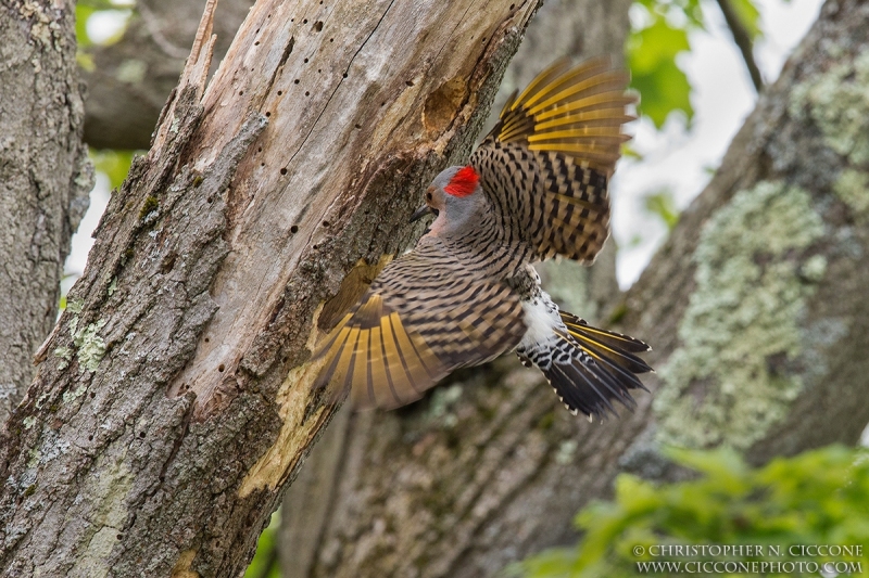 Northern Flicker