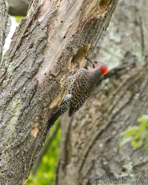 Northern Flicker