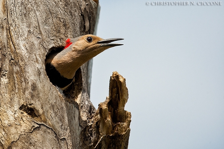 Northern Flicker