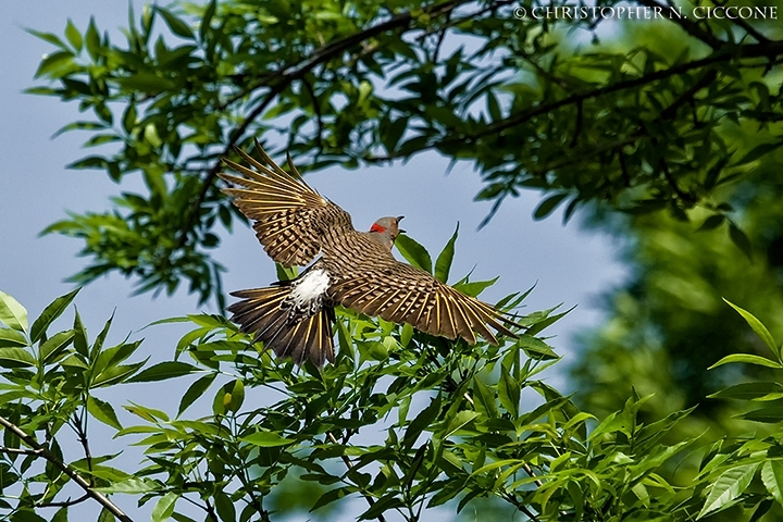 Northern Flicker