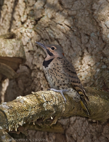 Northern Flicker